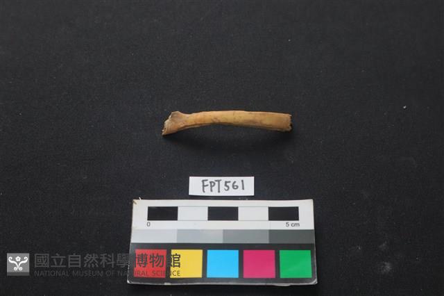 山羌骨藏品圖，第1張