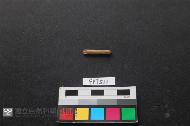 動物骨藏品圖，第1張