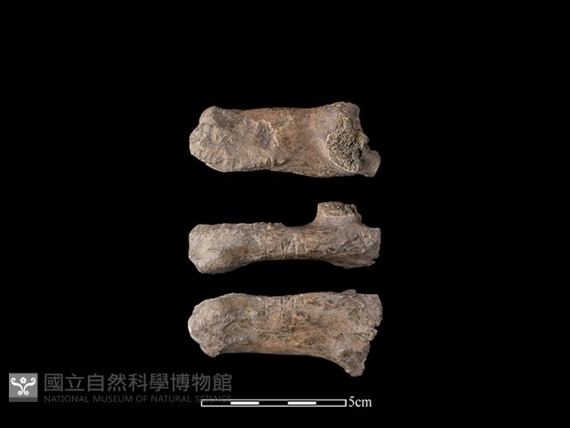 帶加工痕獸骨藏品圖，第1張