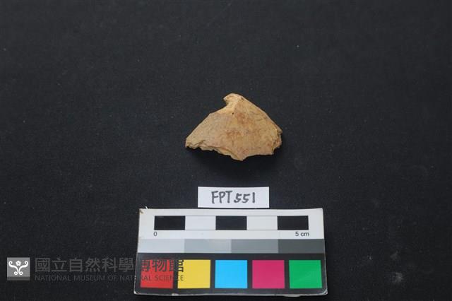 魚骨藏品圖，第1張