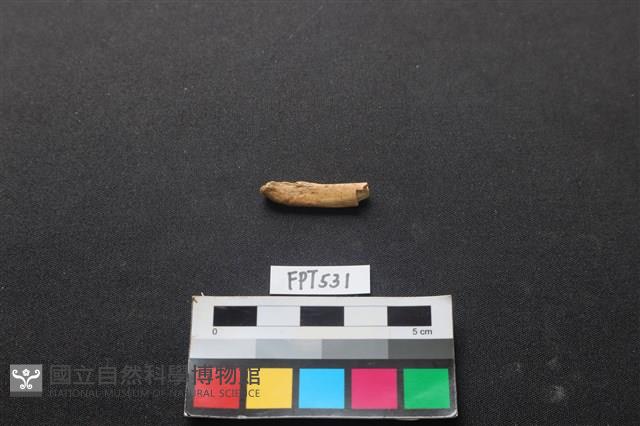 魚骨藏品圖，第1張