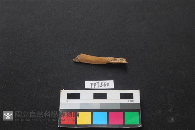 哺乳類動物骨藏品圖，第1張