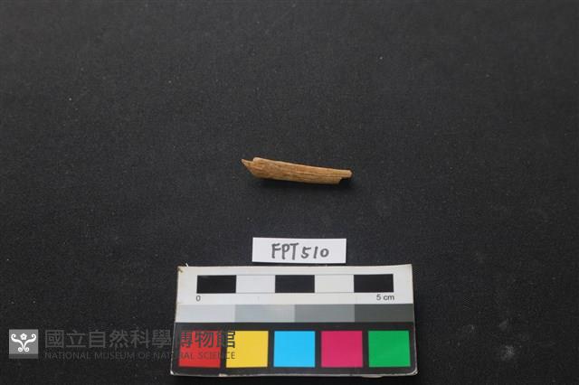 魚骨藏品圖，第1張