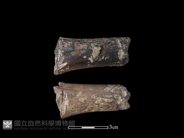 帶加工痕獸骨藏品圖，第1張