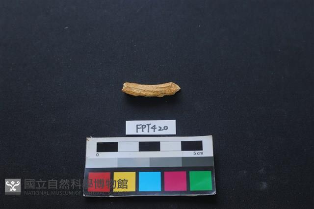 鹿骨藏品圖，第1張