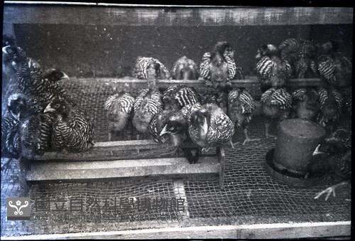 1950至2006年臺灣常民生活藏品圖，第1張