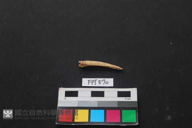 魚骨藏品圖，第1張