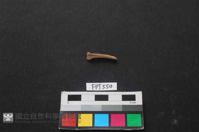 魚骨藏品圖，第1張