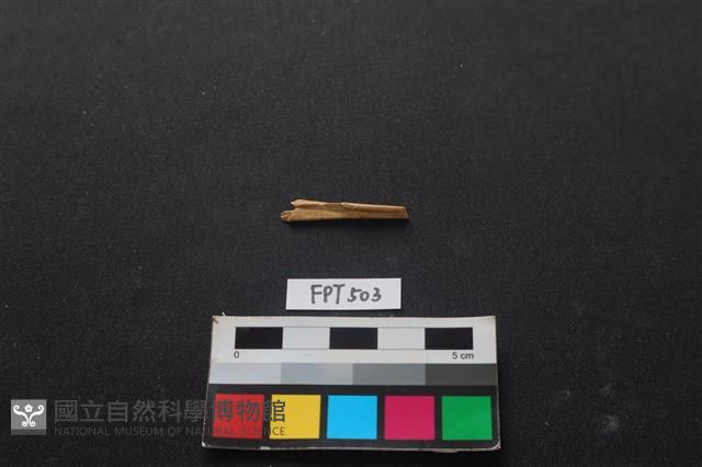 魚骨藏品圖，第1張