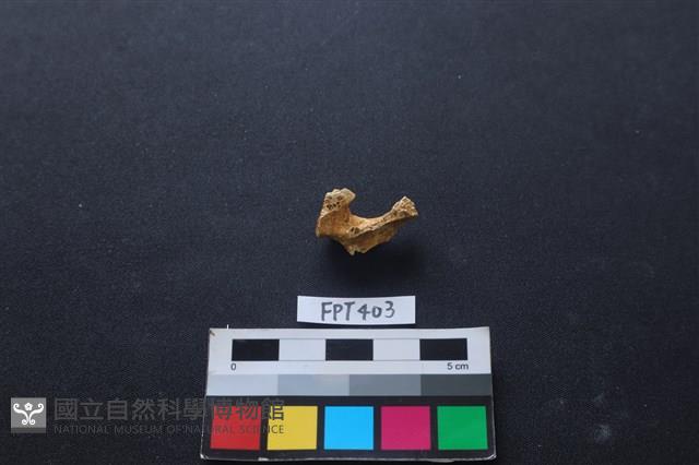 鹿骨藏品圖，第1張