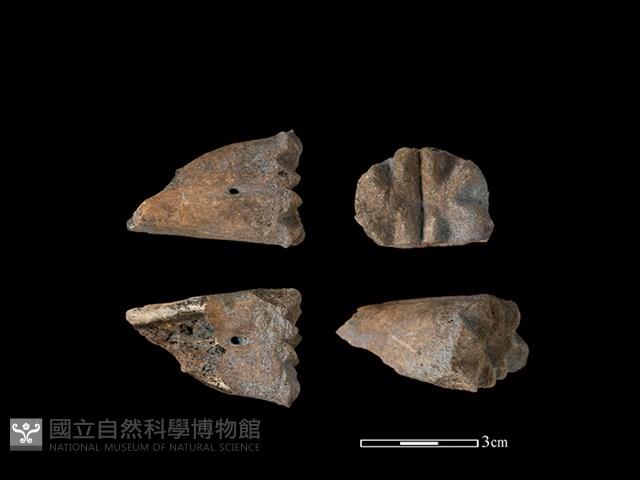 水鹿骨藏品圖，第1張