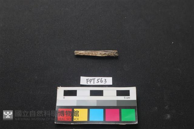 魚骨藏品圖，第1張