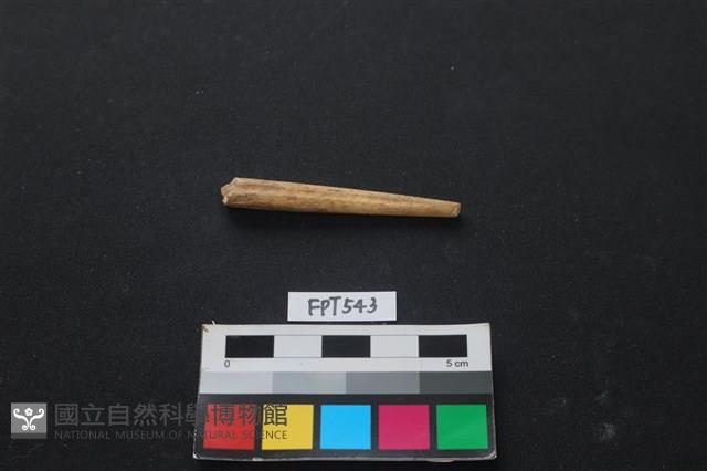 哺乳類動物骨藏品圖，第1張