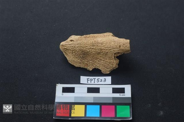 魚骨藏品圖，第1張