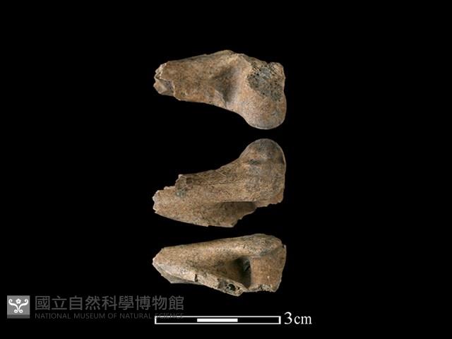 山羌骨藏品圖，第1張