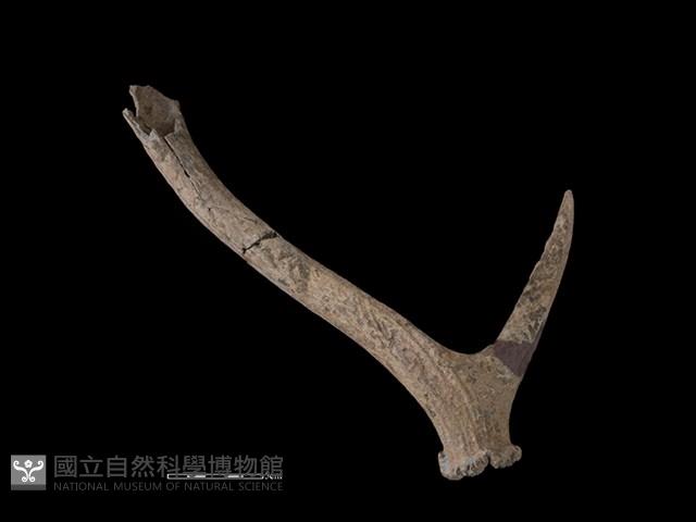 梅花鹿骨藏品圖，第1張