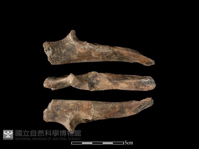 豬骨藏品圖，第1張