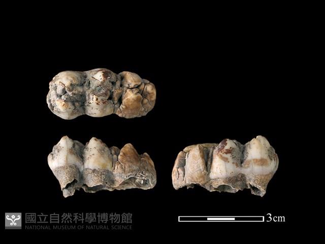 豬骨藏品圖，第1張