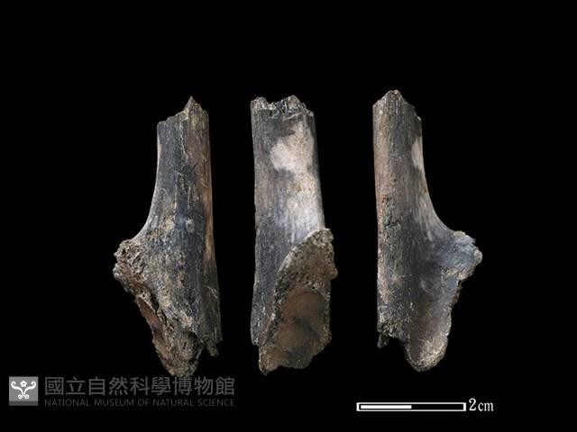 山羌骨藏品圖，第1張