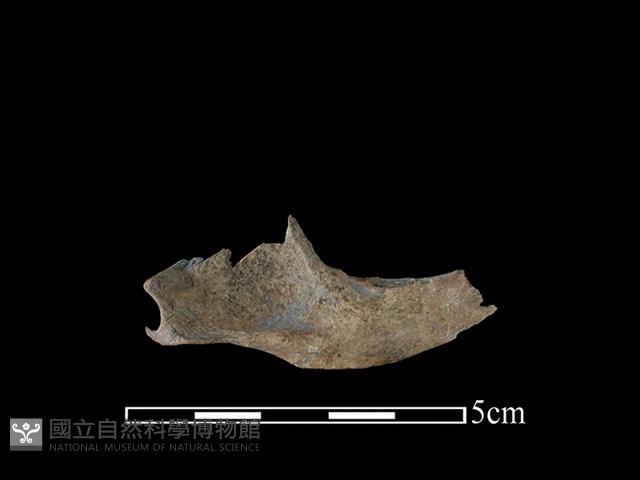 狗獾骨藏品圖，第1張