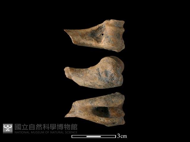 獐骨藏品圖，第1張