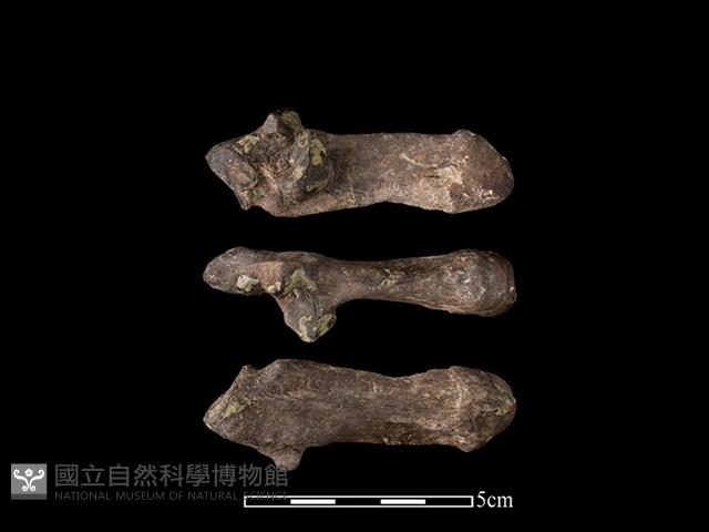 豬骨藏品圖，第1張