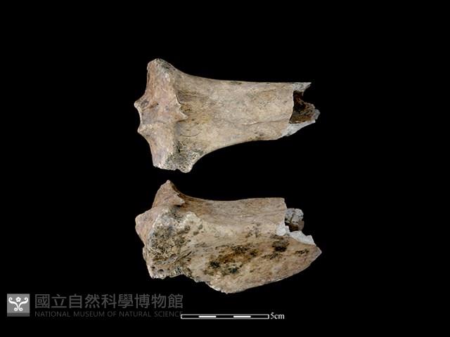 梅花鹿骨藏品圖，第1張