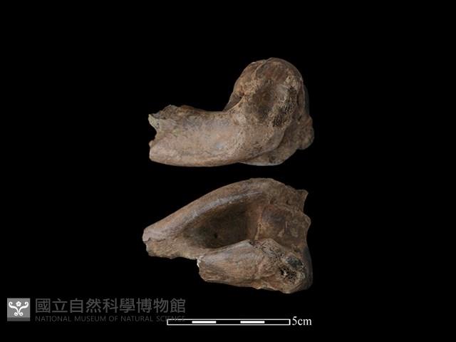 梅花鹿骨藏品圖，第1張