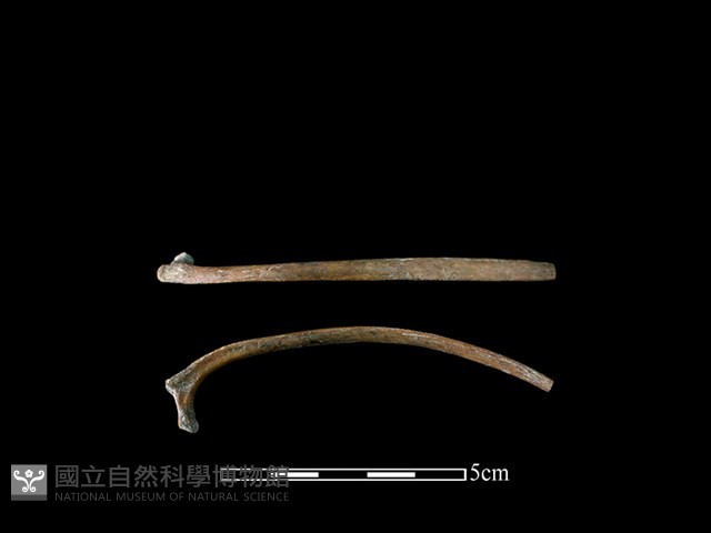 山羌骨藏品圖，第1張