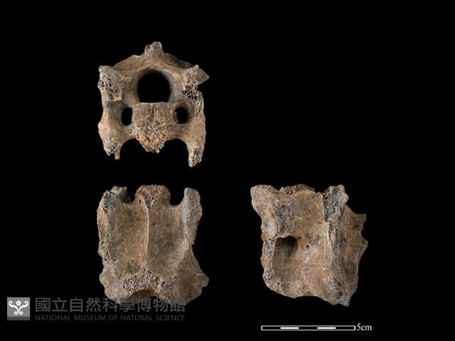 梅花鹿骨藏品圖，第1張