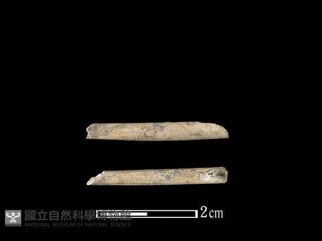 鴨科骨藏品圖，第1張