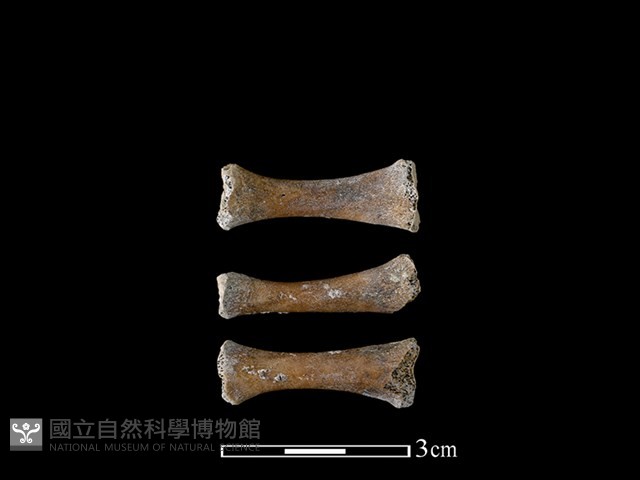 豬骨藏品圖，第1張