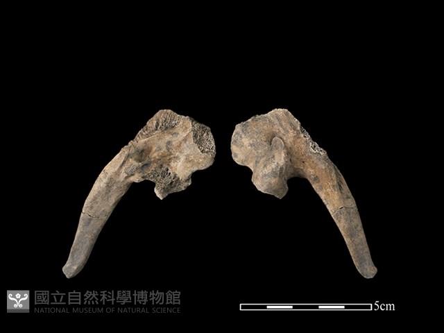 豬骨藏品圖，第1張