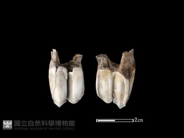 梅花鹿骨藏品圖，第1張