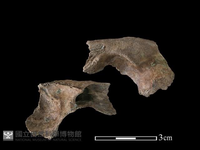 狗骨藏品圖，第1張