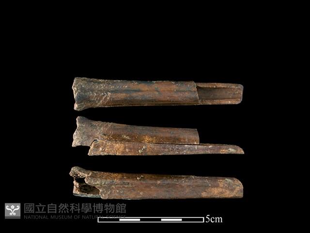 獐骨藏品圖，第1張