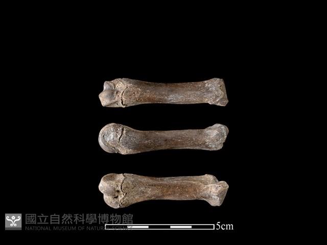 豬骨藏品圖，第1張