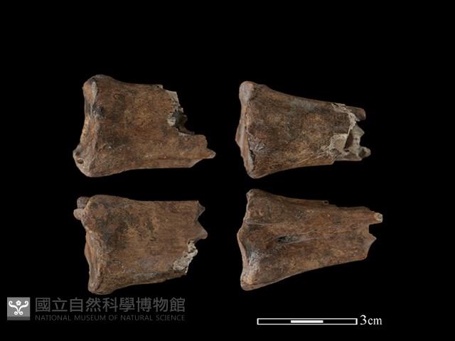 梅花鹿骨藏品圖，第1張