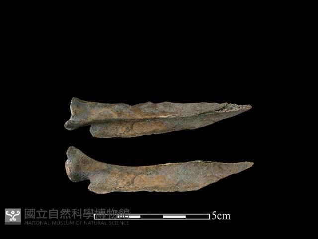 山羌骨藏品圖，第1張