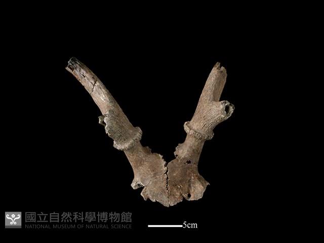 梅花鹿骨藏品圖，第1張