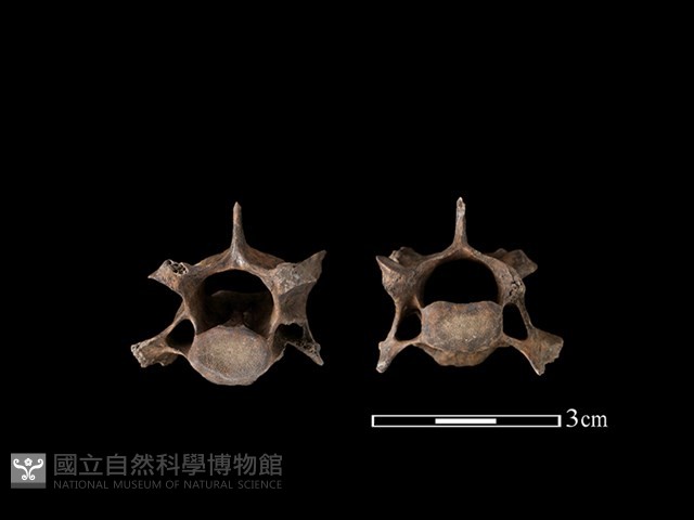 狗獾骨藏品圖，第1張