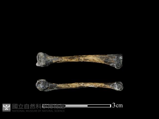 蛙骨藏品圖，第1張