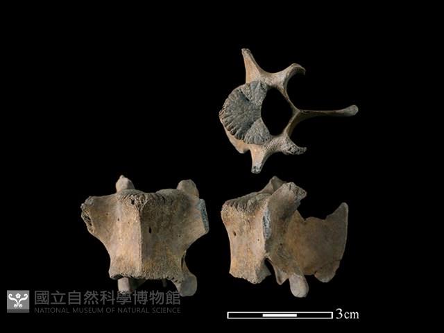 山羌骨藏品圖，第1張