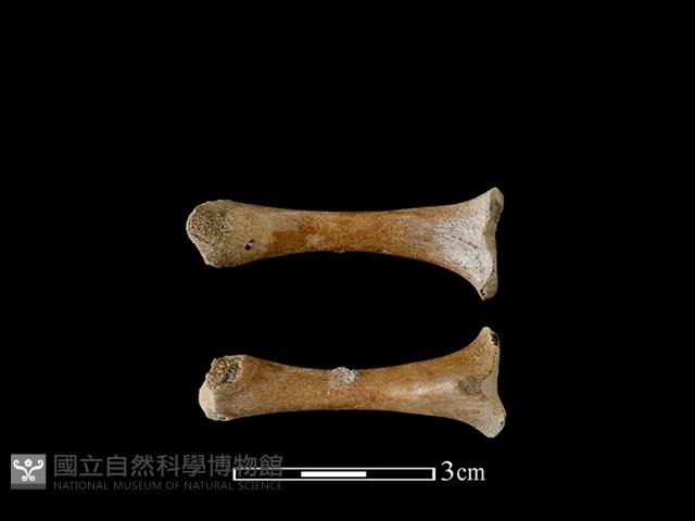 豬骨藏品圖，第1張