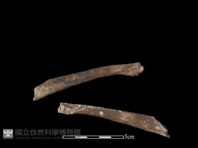 豬骨藏品圖，第1張