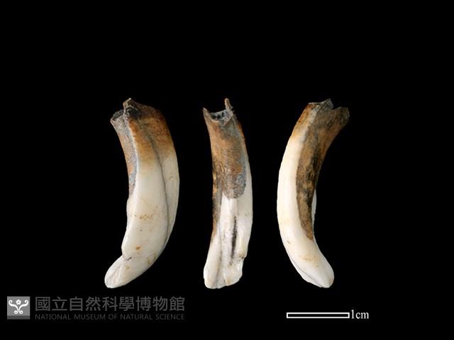 豬骨藏品圖，第1張