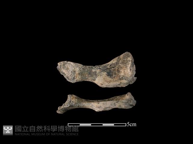 狗骨藏品圖，第1張