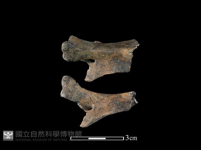 獐骨藏品圖，第1張