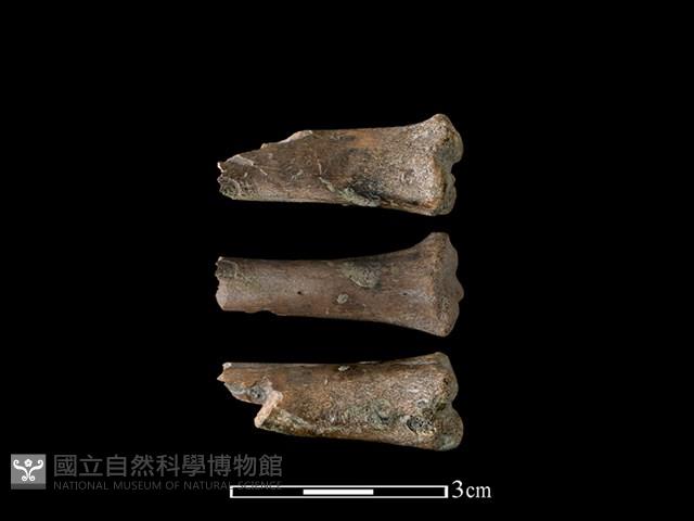 山羌骨藏品圖，第1張