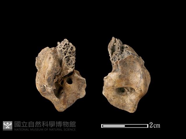 梅花鹿骨藏品圖，第1張